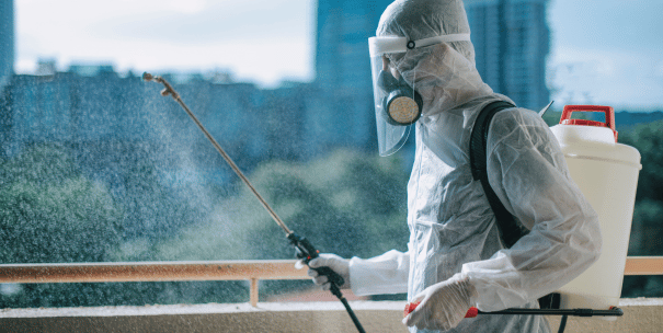 Plaga en tu piso de alquiler